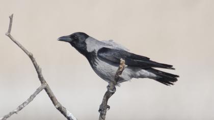 Hooded Crow