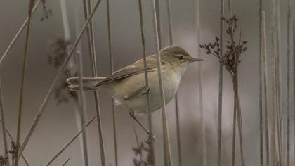 Marsh Warbler