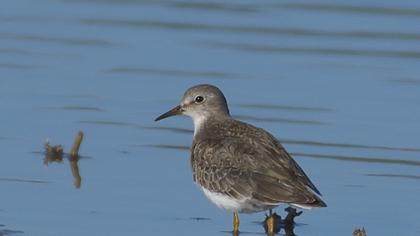 Temminck`s Stint