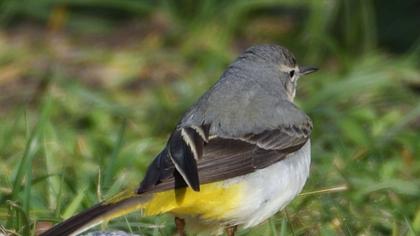 Grey Wagtail