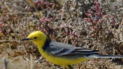 Citrine Wagtail