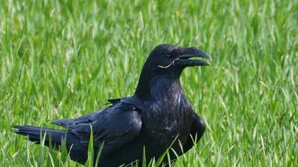 Northern Raven