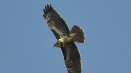 Common Buzzard