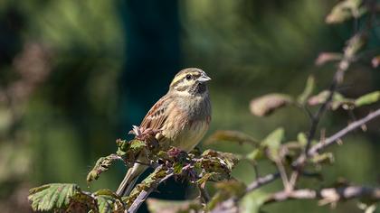 Cirl Bunting