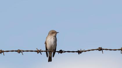 Spotted Flycatcher