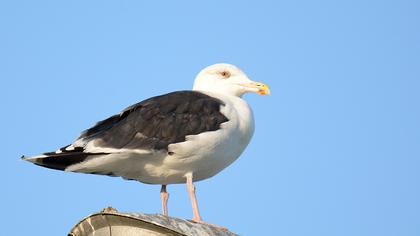 Great Black-backed Gull
