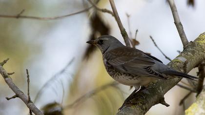 Fieldfare
