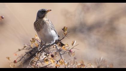 Fieldfare