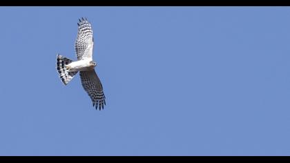 Northern Goshawk