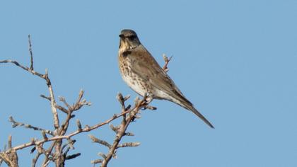 Fieldfare