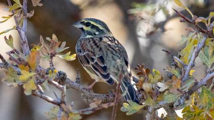 Cirl Bunting