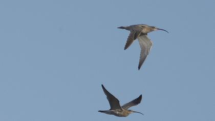 Eurasian Curlew