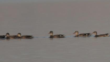 Gadwall
