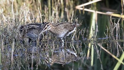 Common Snipe