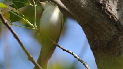 Wood Warbler