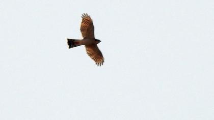 Eurasian Sparrowhawk