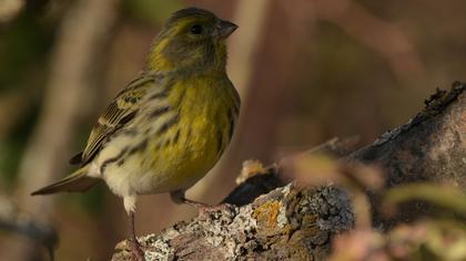 European Serin