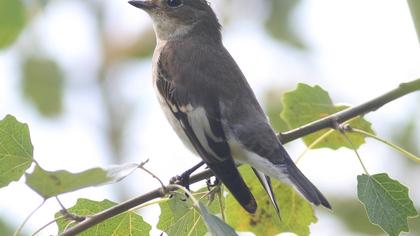 Semicollared Flycatcher