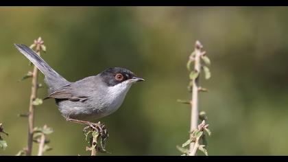 Sardinian Warbler