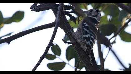 Lesser Spotted Woodpecker