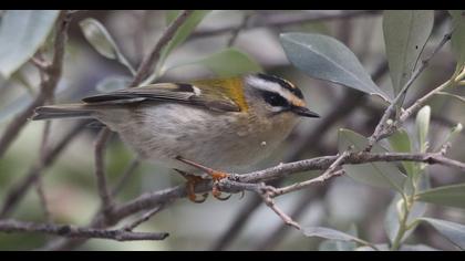 Common Firecrest