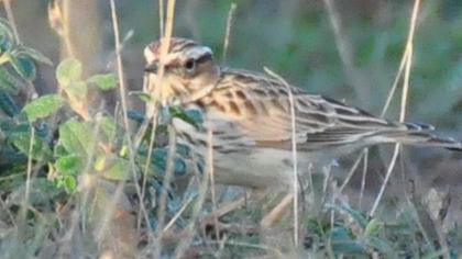 Woodlark