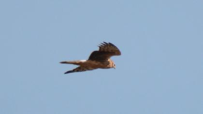 Hen Harrier