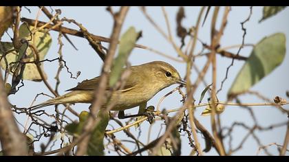 Common Chiffchaff