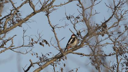Syrian Woodpecker