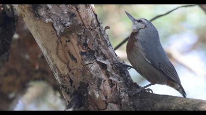 Krüper`s Nuthatch