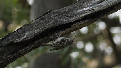 Short-toed Treecreeper