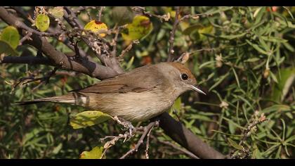 Eurasian Blackcap