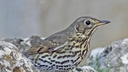 Song Thrush