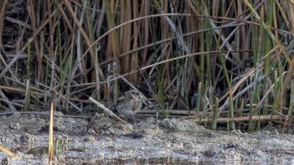 Jack Snipe