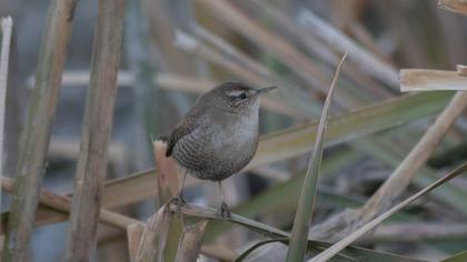 Eurasian Wren