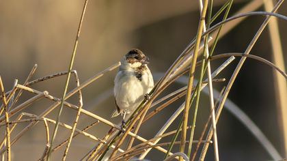 Bataklık Kirazkuşu