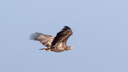 White-tailed Eagle