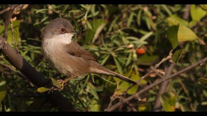 Sardinian Warbler
