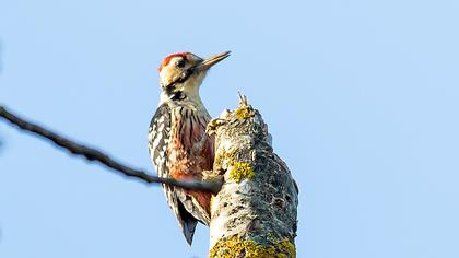 White-backed Woodpecker