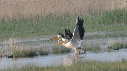 Great White Pelican