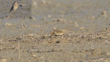 Red-throated Pipit
