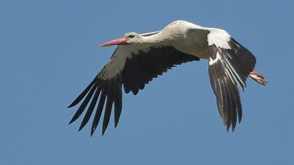 White Stork