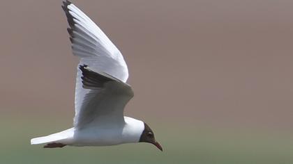 Black-headed Gull
