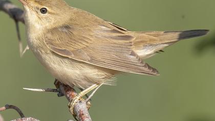 Marsh Warbler