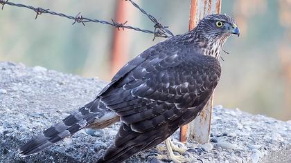 Northern Goshawk