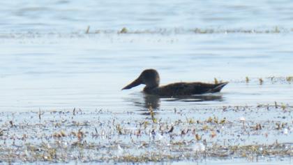 Northern Shoveler