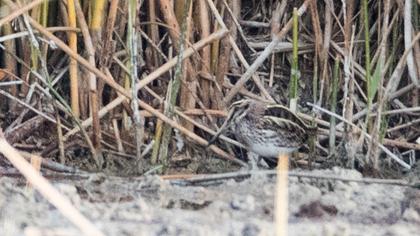 Jack Snipe
