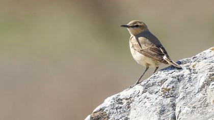 Isabelline Wheatear