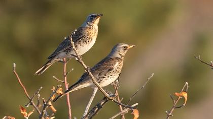 Fieldfare