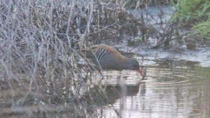 Water Rail